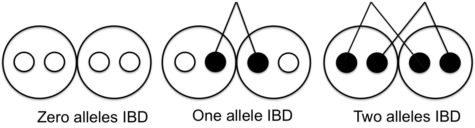 Three pairs of diploid individuals sharing 0, 1, or 2 alleles IBD where lines show the sharing of alleles by descent (e.g. from a shared ancestor).