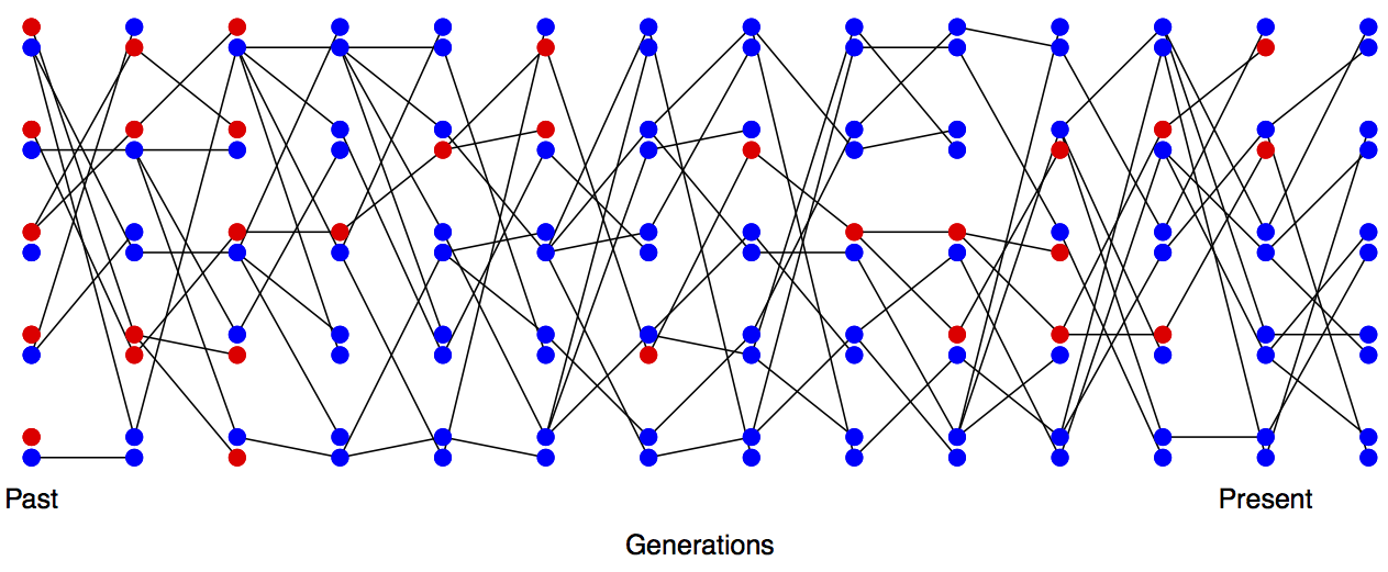 Loss of heterozygosity over time, in the absence of new mutations. A diploid population of 5 individuals over the generations, with lines showing transmission. In the first generation every individual is a heterozygote.